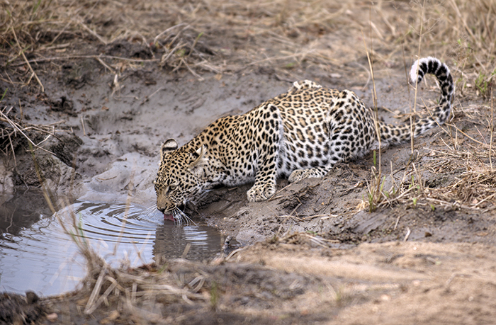 Leopard drinking
